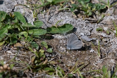 David Plant Photography - Wildlife Photography - Small blue - D